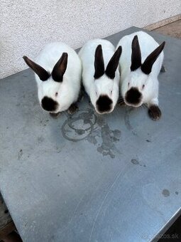 Kalifornský králik