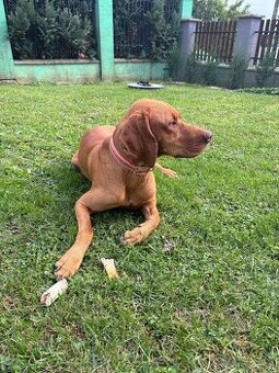 Maďarská vyžla - krytie