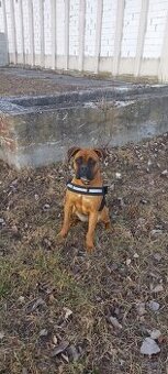 Nemecký boxer