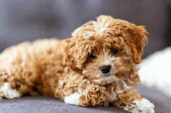 Cavapoo / Maltipoo