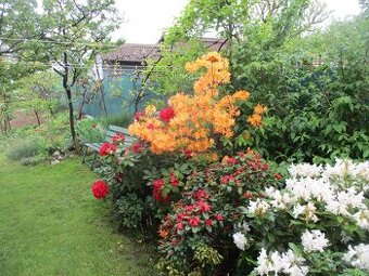 Pekne rododendrony a pajazmin vencovy