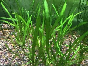 Akvarijné rastlinky