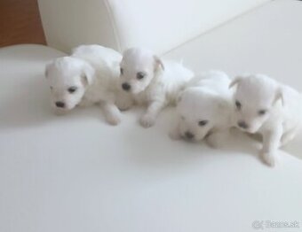 Mini maltezak