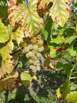 Stolove hrozno Strapak