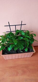 Maracuja Passiflora edulis (mučenka)