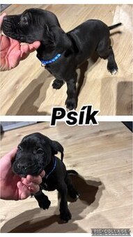 Predám/eladó Cane corso