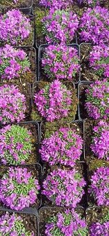 Delosperma/Poludnica skoro kvitnúca odroda.