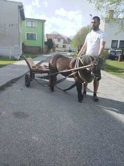 Poník zrebcek