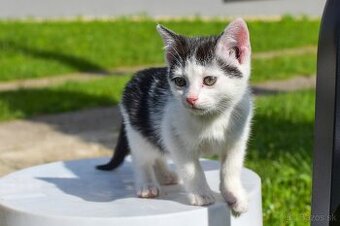 Darujem mačiatka do dobrých rúk 🐾
