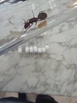 Kralovny mravcov rodu: Camponotus Nicobarensis