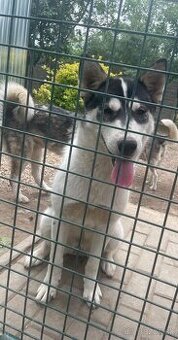 Sibirsky Husky
