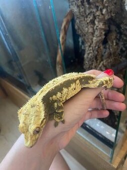 krist.kalis_cresties samice