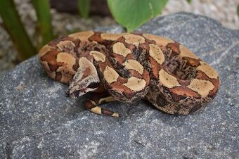 IMG Boa Constrictor - Velhad Kralovsky