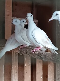 Predám papagáje, hrdličky, okrasné holúbky.