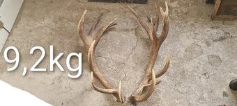 Zhody parohy jelenie