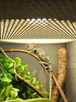 Predám chameleónov jemenských.