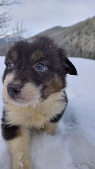 borderkolia - bicolor - tricolor