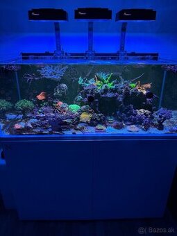 Morské akvárium Blau Set Gran Cubic Super Reef 122