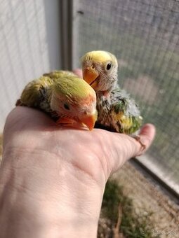 Agapornis ružovohrdlý 2026