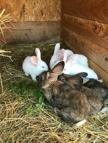 Zajace,králiky