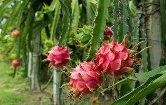 Pitahaya rastlinka