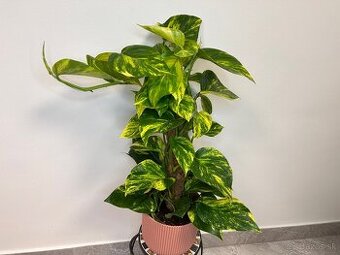 Epipremnum mosstok