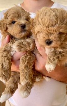 Maltipoo štěňátka