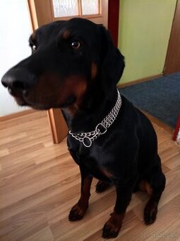 Darujem dobermana