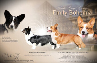 Wels Corgi Cardigen - 1