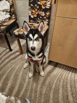 Sibírsky Husky