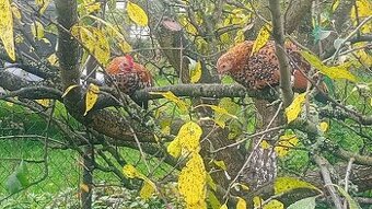 Sliepky a kohút liliput