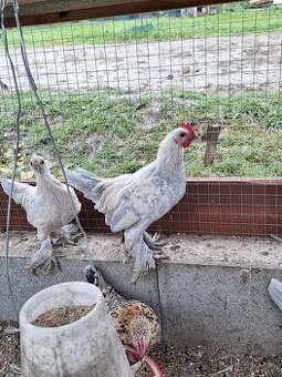 Kohúty Miflerky porcelánové