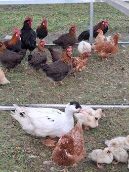 Predám bežcov/ kačky / nosnice /kohúty