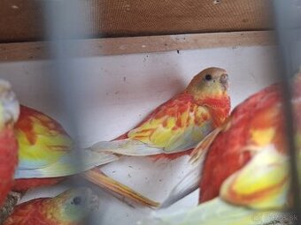 Neoféma tyrkysová zlatožltý opalín