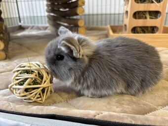 Ponúkame na predaj minilop zajačikov, králičkov, zajacov