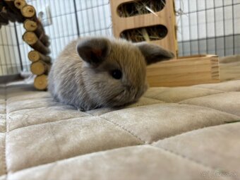 Ponúkame na predaj minilop zajačikov, králičkov, zajacov