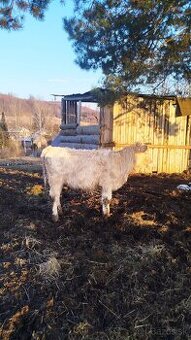 9 mesačná jalovica