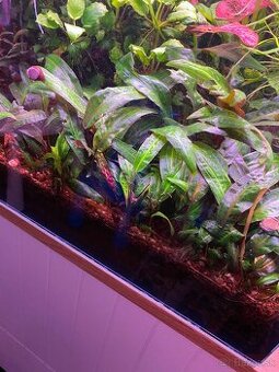 Cryptocoryne viridifolia