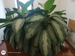 Aglaonema silver diamond