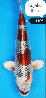Koi kapre