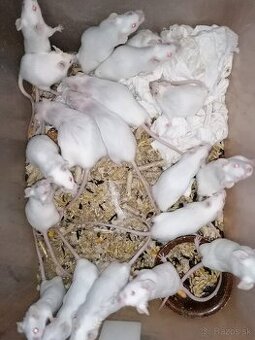 Laboratórne Myši