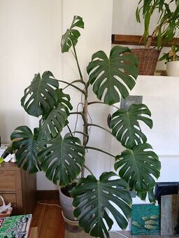 Monstera