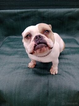 American bully