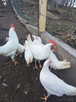 Leghorn