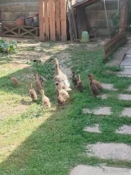 Kačica / bežec indický