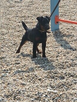 Jagdterrier