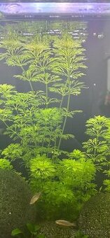 Akvarijné rastliny