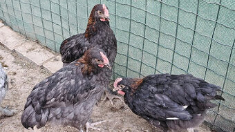 Marans medenokrke cierne a modre