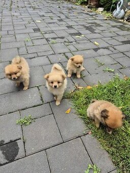Predám pomeranian nemecký špic