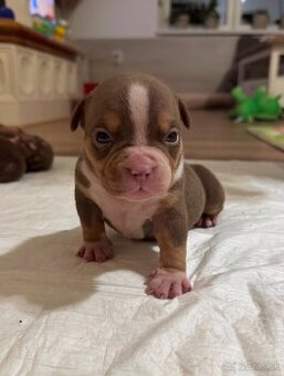 American bully